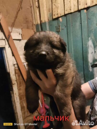 Щенки немецкой овчарки бесплатно