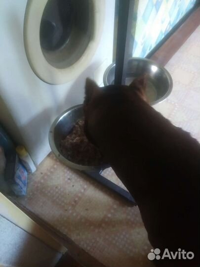 Выгул, передержка собак