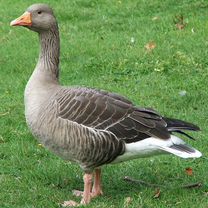 Гусь обнимусь очень вкусный