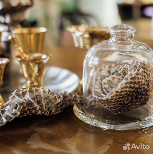 Выползок змеи