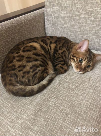 Бенгальский кот на вязку