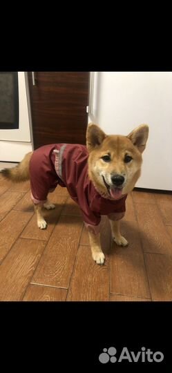 Дождевик для маленькой собаки
