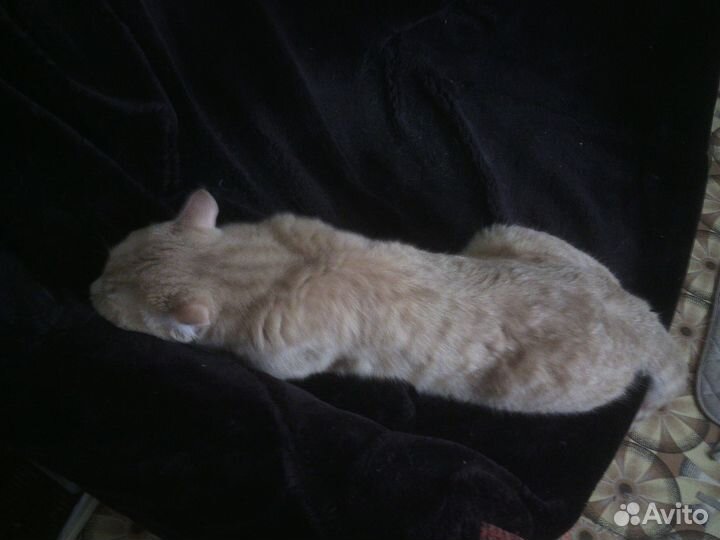 Кот для вязки