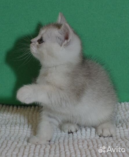 Британские красивые котята