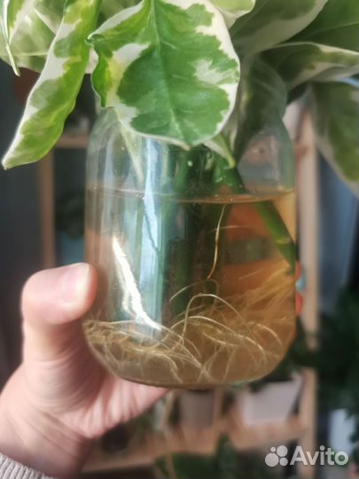 Педилантус