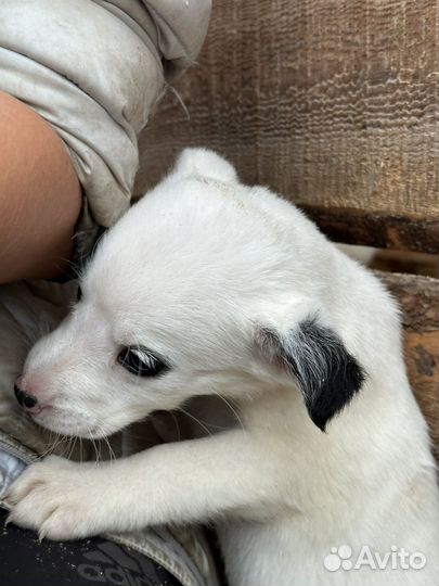 Девочка ищет семью