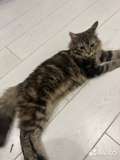 Кошка