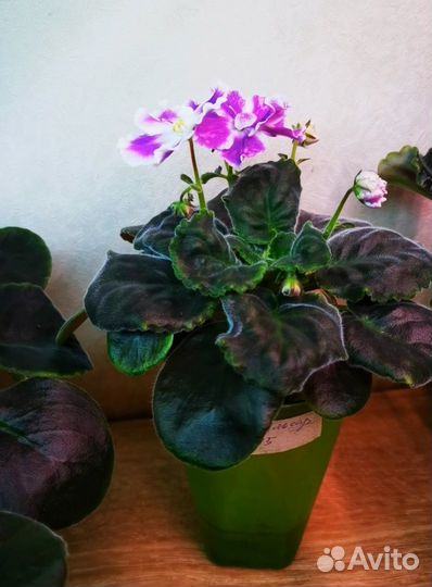 Фиалка стартер