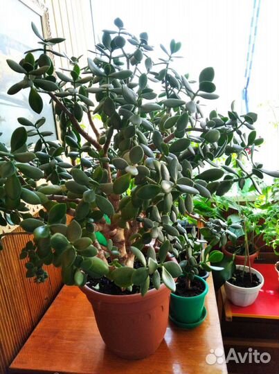 Толстянка (денежное дерево)