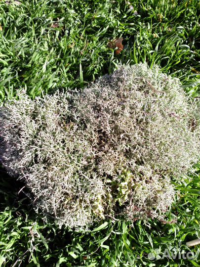 Мох цетрария