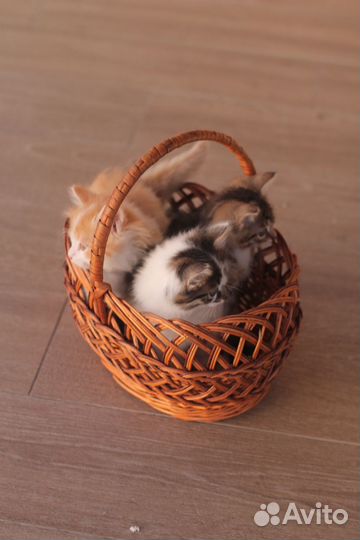 Котята в добрые руки