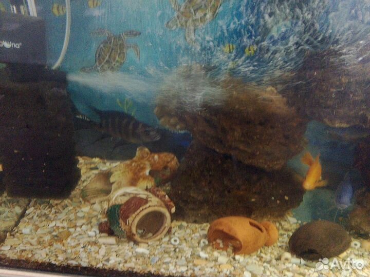 Аквариумные рыбки