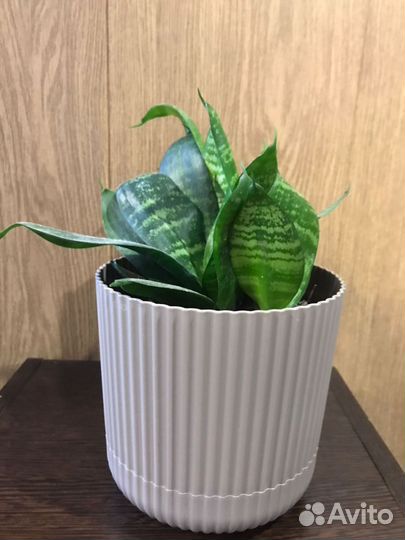 Комнатные растения цветы