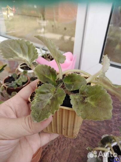 Фиалка в горшках