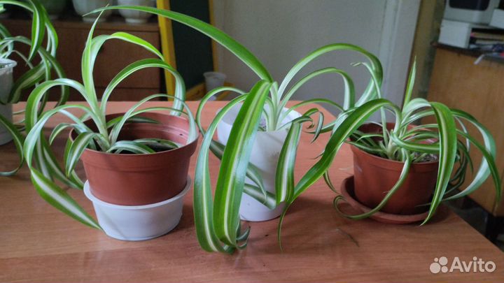 Хлорофитум кудрявый