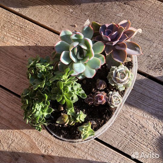 Суккуленты