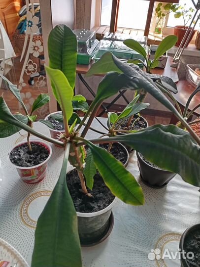 Молочай гребенчатый