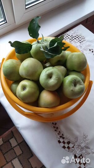 Яблоки домашние