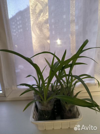 Хлорофитум