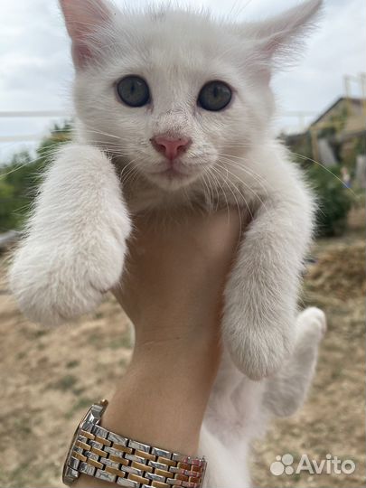 Кошка девочка с голубыми глазами