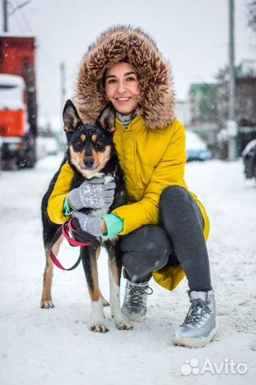 Собака в семью в добрые и надежные руки