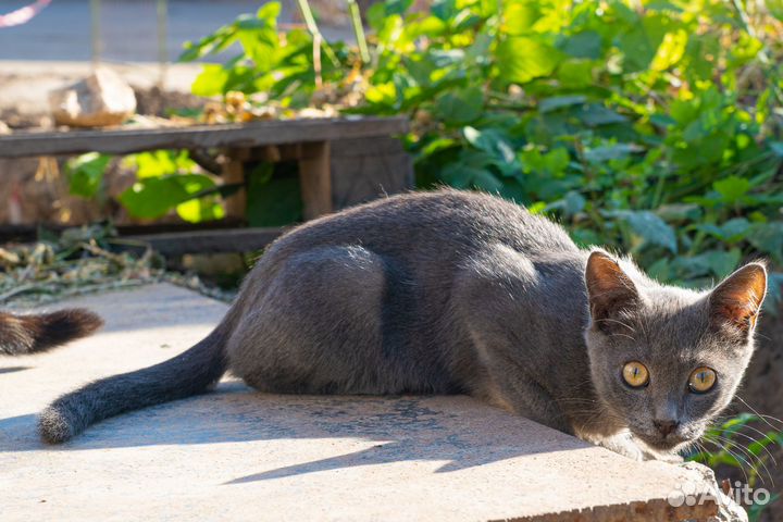 Ищет дом котенок девочка