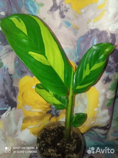 Ктенанта лубберса