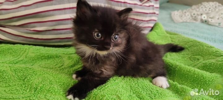 Котята в добрые руки бесплатно