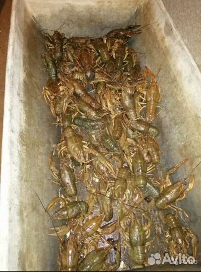 Живые раки