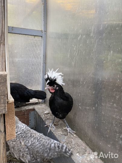 Петухи,куры голландские,легбар,павловское,виандот