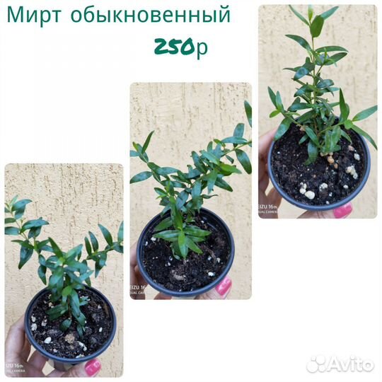 Комнатные растения