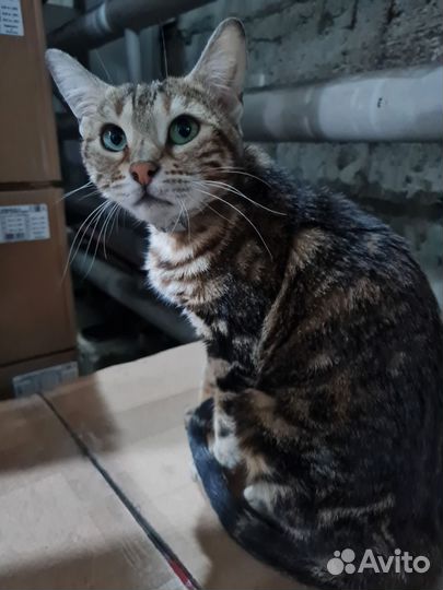 Кошка в дар бесплатно