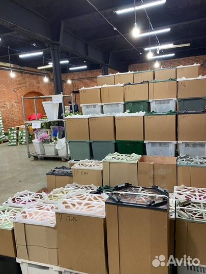 Цветы Оптом