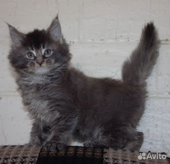 Красавицы сестрёнки