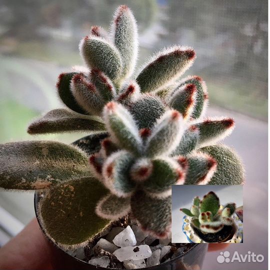 Суккуленты