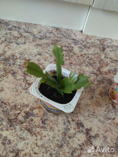 Декабрист шлюмбергера