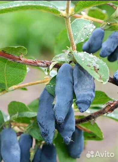 Жимолость 3летки