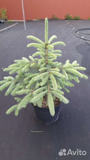Ель колючая в контейнере