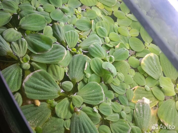 Водоросли для аквариума