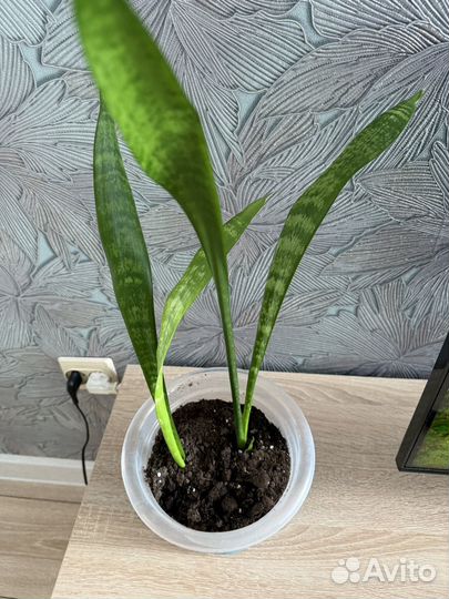 Сансевиерия щучий хвост