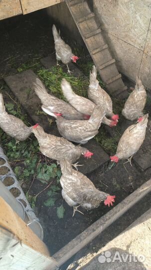 Куры молодки несушки