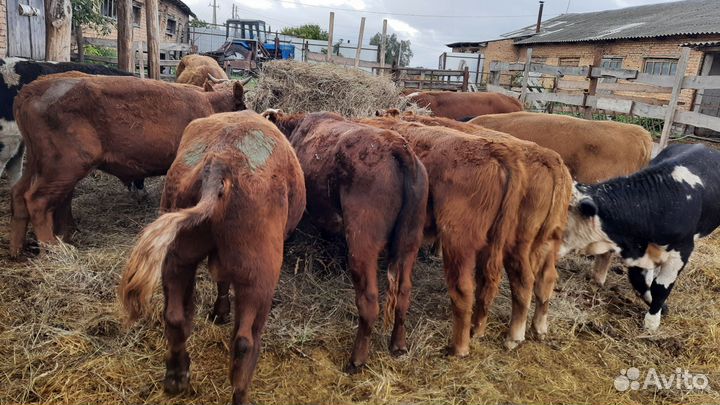 Чистые сементалы герефорды