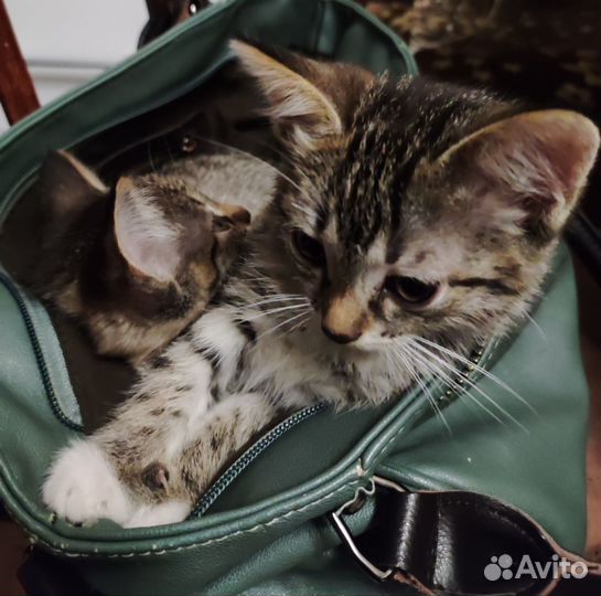 Котенок в дар бесплатно