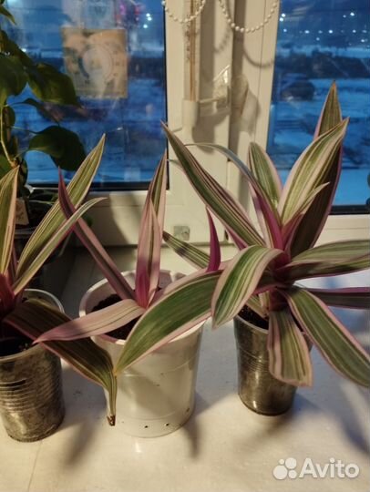 Цветы комнатные