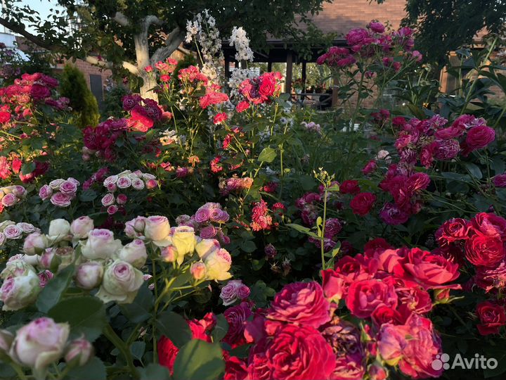 Розы сортовые