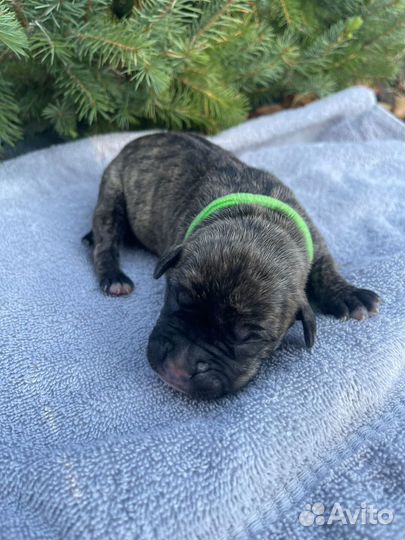 10 шикарных малышей,с документами