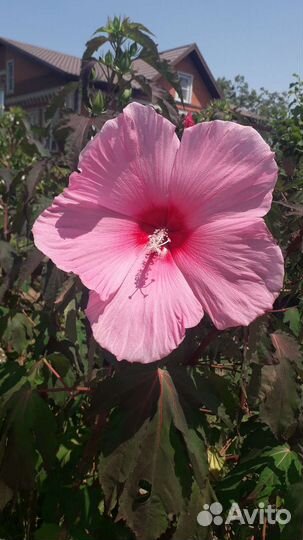 Гибискус садовый