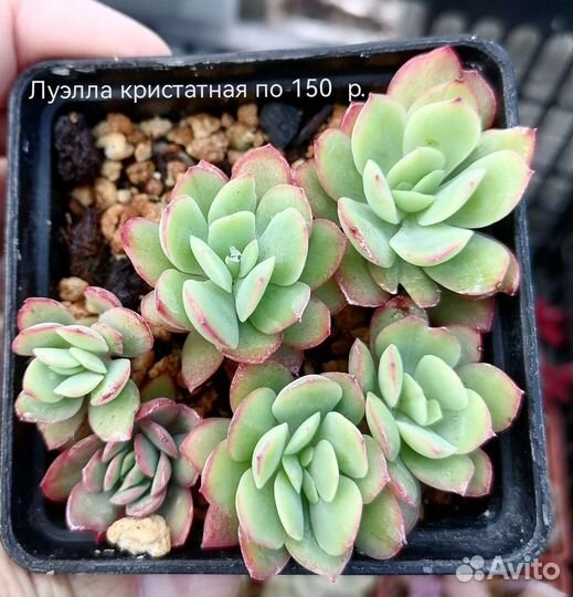 Суккуленты 2