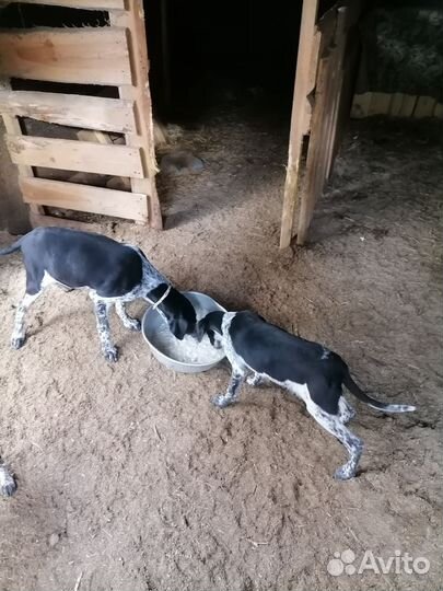 Щенки курцхара