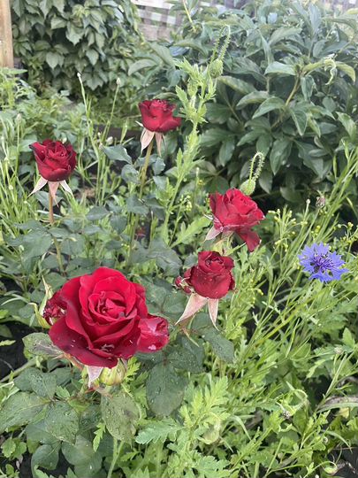 Дача 30 м² на участке 4,5 сот.